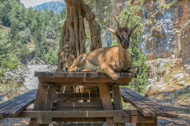 istock Wild goat called Kri-Kri and her baby sitting on a table in Samaria Gorge on Crete 843440828