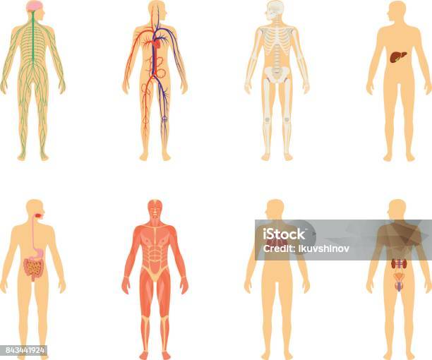 人間の解剖学白い背景で隔離のベクトル図のセットです人間の体の構造 スケルトンと循環器系血管 - 人体のベクターアート素材や画像を多数ご用意 - 人体, 人体構造, 神経系統