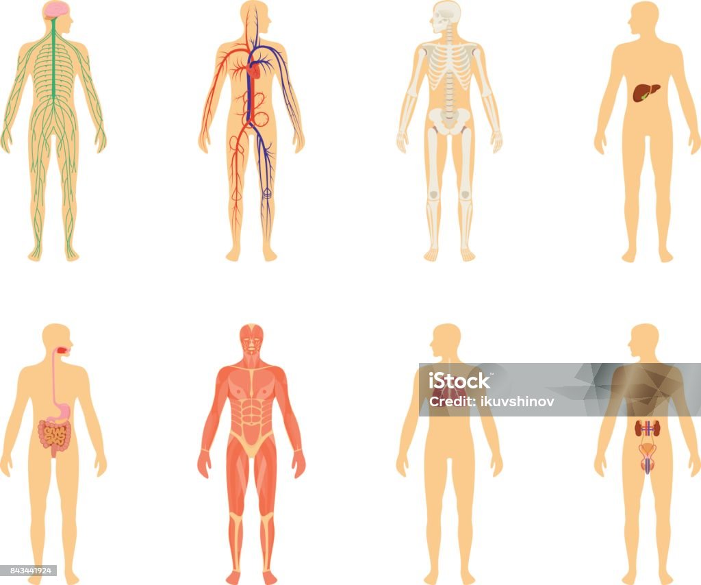 Human anatomy. Set of vector illustration isolated on white background. Human body structure: skeleton and circulatory vascular system. The Human Body stock vector