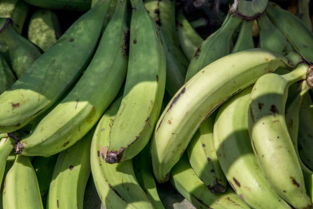 Green Plantains at Market Green Plantains at Market in Costa Rica plantain stock pictures, royalty-free photos & images