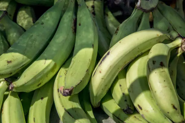 Green Plantains at Market in Costa Rica