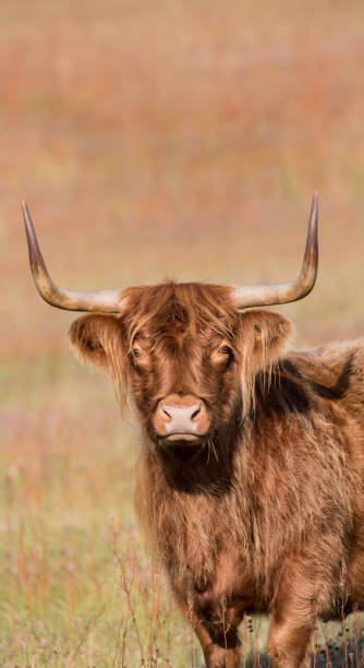 istock Highland cow longhaired bull looking at camera 843444776
