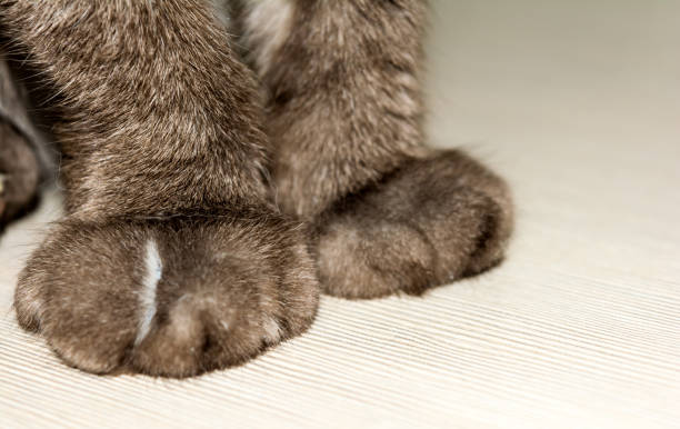 istock Paws cat declawed. The front legs, brown hair. 843445052