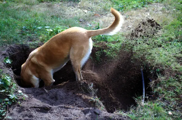 Photo of Belgian Malinois dog digging