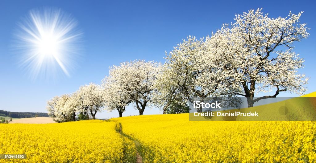 Rapeseed, canola or colza field with parhway Rapeseed, canola or colza field with parhway, sun and alley of flowering cherry trees - Brassica Napus - rape seed is plant for green energy and oil industry - spring time view Agricultural Field Stock Photo