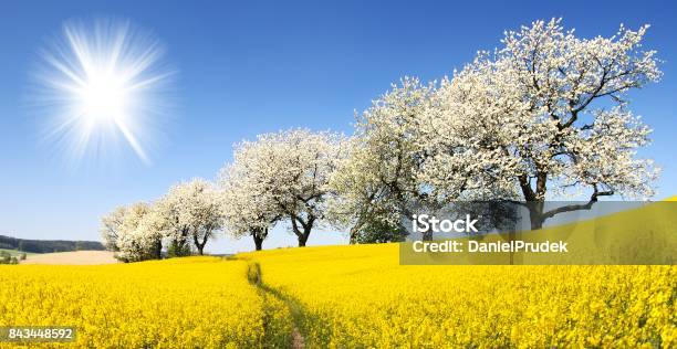 Rapeseed Canola Or Colza Field With Parhway Stock Photo - Download Image Now - Agricultural Field, Agriculture, Alley