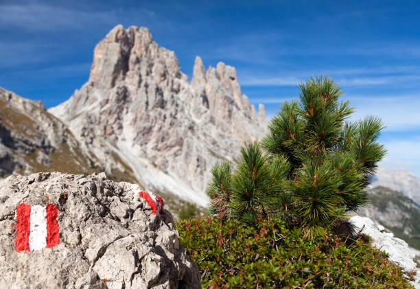 istock Small pine tree, tourist sign and Cima Ambrizzola 843448776