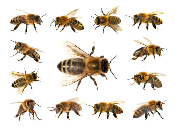 istock group of bee or honeybee on white background, honey bees 843451900