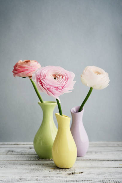 istock Persian buttercup flowers 843451962