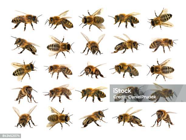 Kuvapankin valokuva otsikolla Mehiläisten Tai Tarhamehiläisten Ryhmä Valkoisella Taustalla Mehiläiset – Lataa kuva nyt