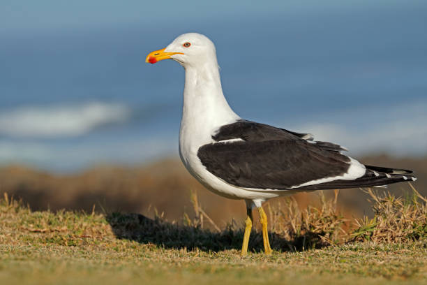 istock Kelp gull in natural habitat 843452220