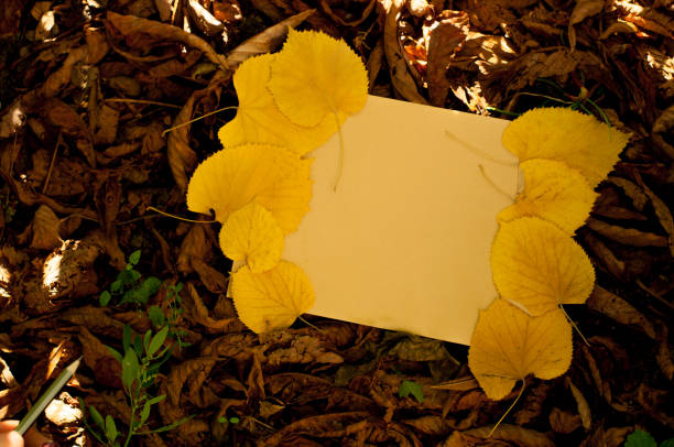 istock a beautiful leaf on a frosted leaf, an autumnal mood, an empty space for the text 843458176
