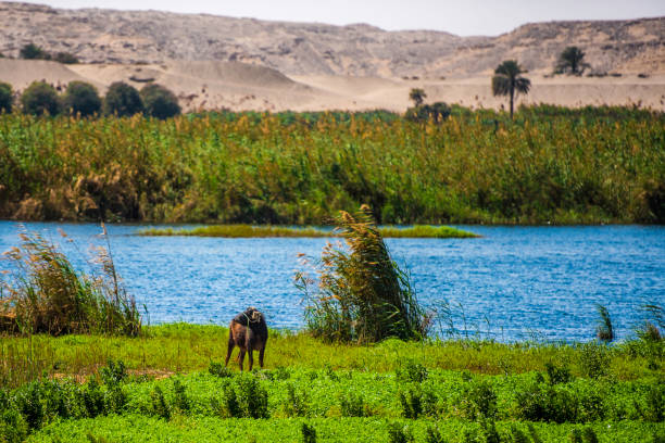 One of must see when you visit Egypt is the Nile cruze between Luxur and Aswan or vise versa. during the cruze in the Nile you will stop in several places to visit several temple and watch the sand and the green. Enjoy beautiful Nile Valley scenery as you cruise down the River Nile