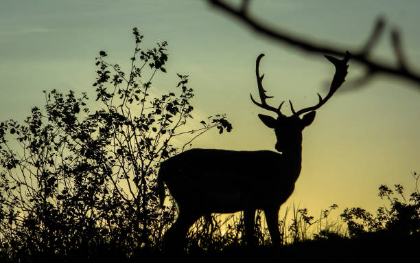 deer のスタイル - silhoute ストックフォトと画像