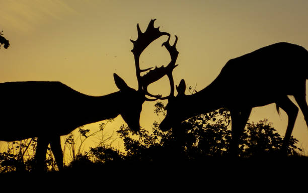 deer visual - silhoute - fotografias e filmes do acervo