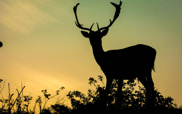 deer visual - silhoute - fotografias e filmes do acervo