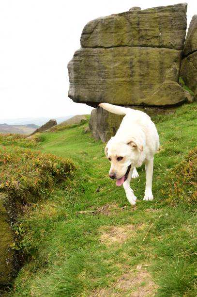 istock Labrador Retriever touring England 843466734