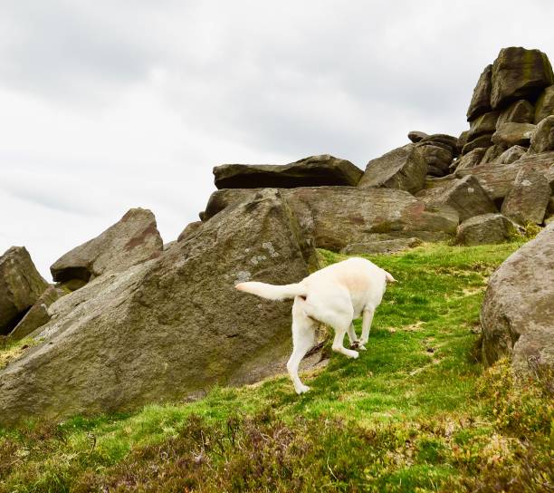 istock Labrador Retriever touring England 843466748