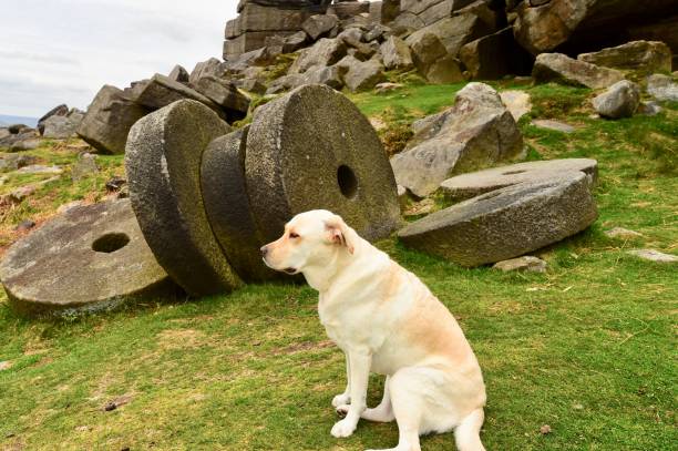 Labrador Retriever touring England
