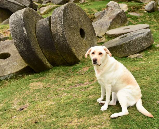 istock Labrador Retriever touring England 843466772