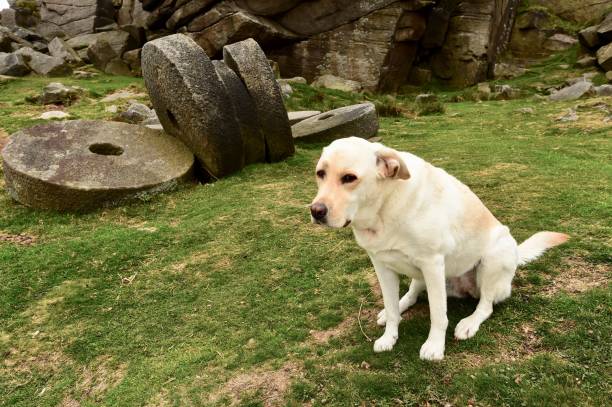 istock Labrador Retriever touring England 843466776