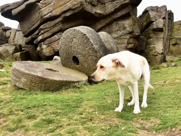 istock Labrador Retriever touring England 843466778