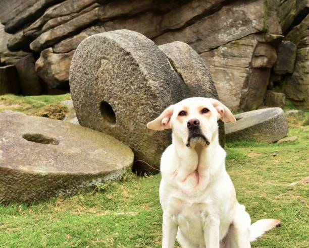 istock Labrador Retriever touring England 843466784