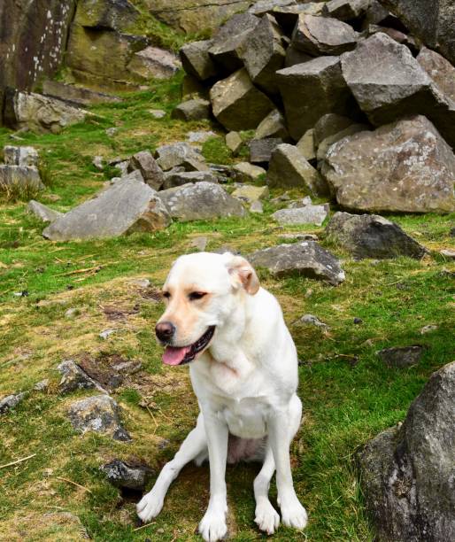 istock Labrador Retriever touring England 843467008