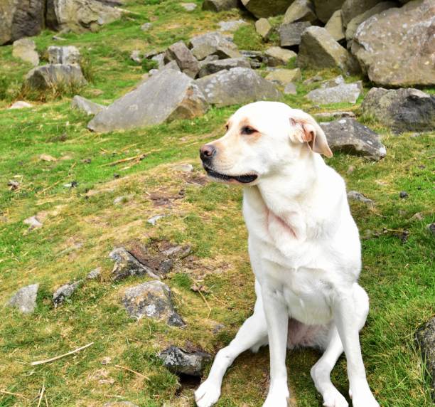 istock Labrador Retriever touring England 843467432