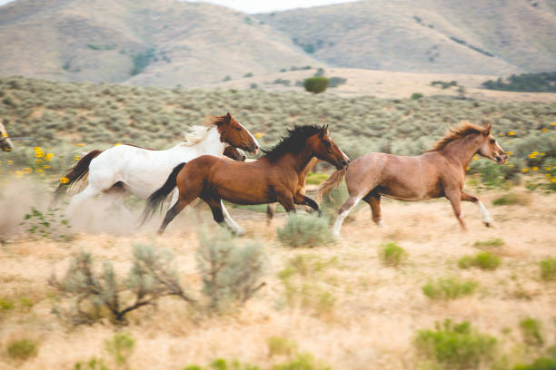 istock Wild Stampeding Horses in the Prairie 843467802