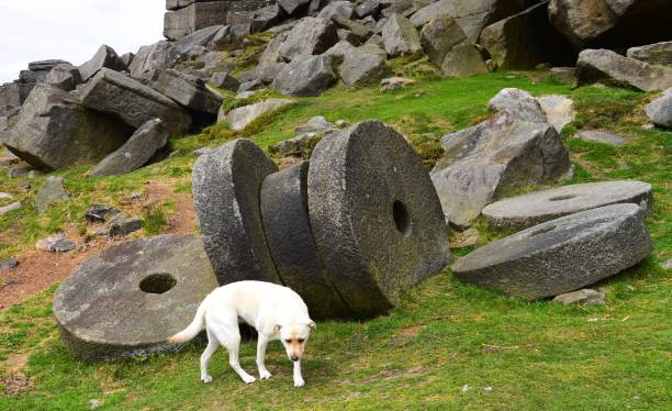 istock Labrador Retriever touring England 843468814