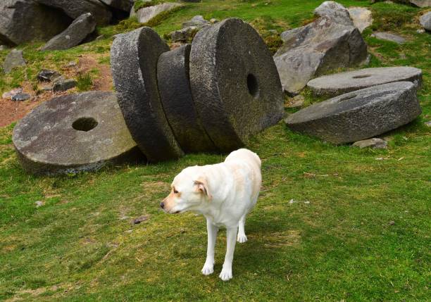 istock Labrador Retriever touring England 843468826
