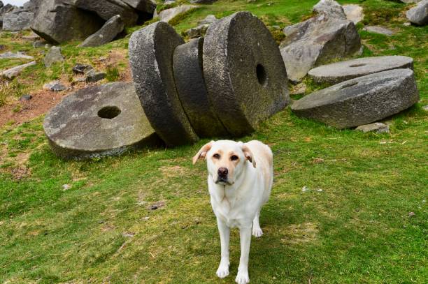 istock Labrador Retriever touring England 843468828