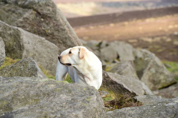 istock Labrador Retriever touring England 843468856