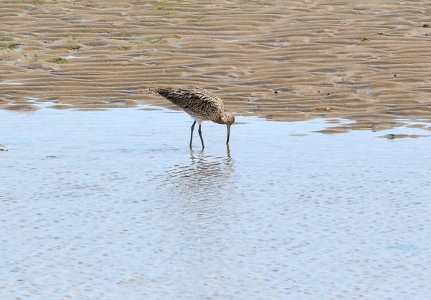 puerto de rye y winchelsea playa - winchelsea fotografías e imágenes de stock