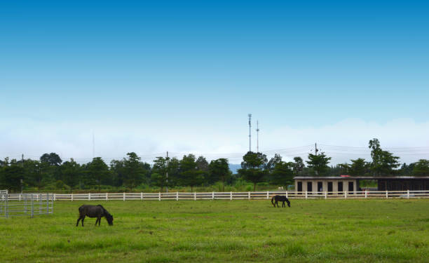 istock beautiful horse on the ranch 843469142