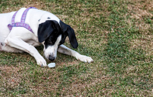 istock A puppy on garden lawn 843469868