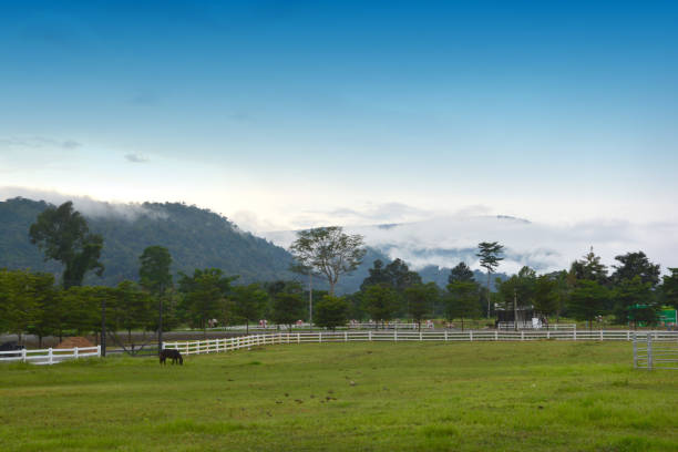 istock beautiful horse on the ranch 843472886