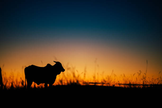 istock Beautiful sunset and cow 843472900