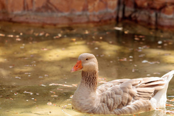 istock American buff goose Anser anser domesticus 843473718