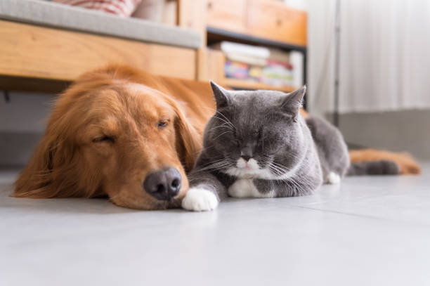 istock British shorthair cats and Golden Retriever 843476868