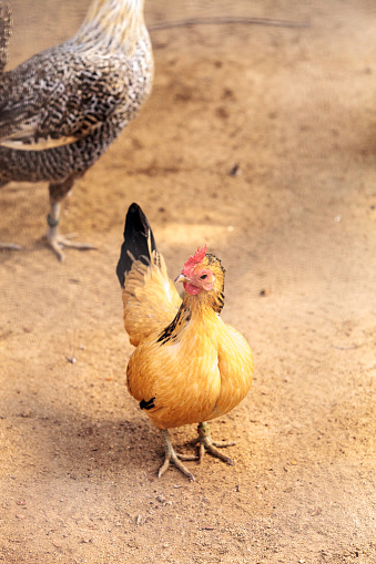 Sicilian Buttercup Chicken scratches the ground and pecks for food in a farm yard.