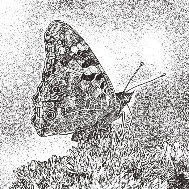 Vector illustration of Migrating Painted Lady Butterfly