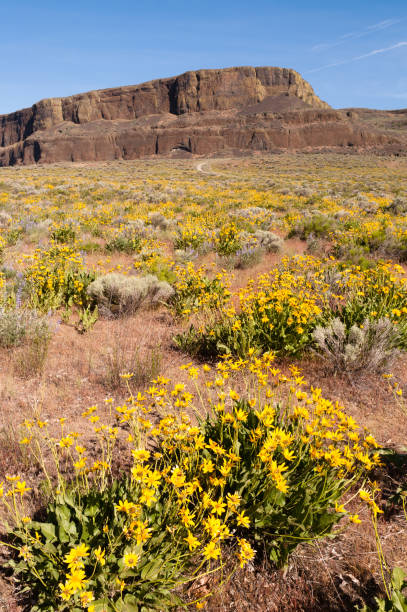 istock Wildflowers Steamboat Rock Eastern Washington 843483380