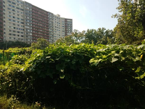 istock public community garden with large building in the background 843484498