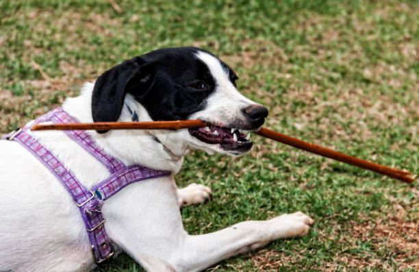 istock A puppy playing on garden lawn 843485080