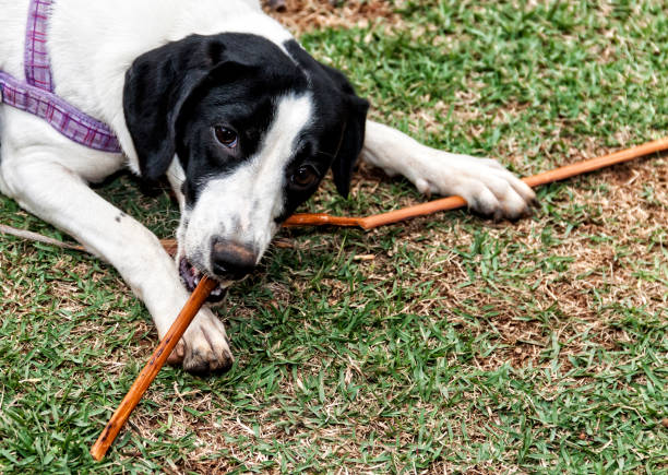 istock A puppy playing on garden lawn 843485592