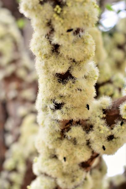 istock Twig filled with jaboticaba flowers 843487722