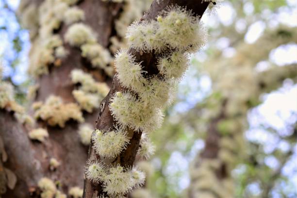 istock Jaboticaba flower in close-up 843487824