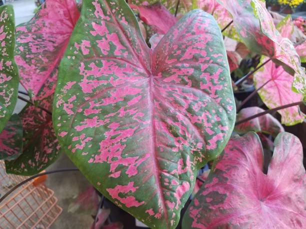 istock plant with green and pink leaves 843487828